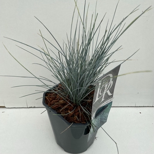Graminées Festuca 'Elijah Blue'