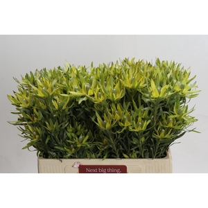 Leucadendron Pisa Spray