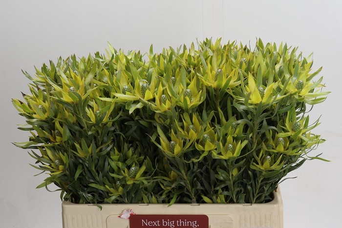 Leucadendron Pisa Spray