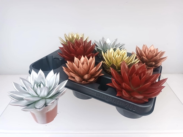 <h4>ECHEV MIRANDA</h4>