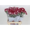 Dianthus St Bacarat