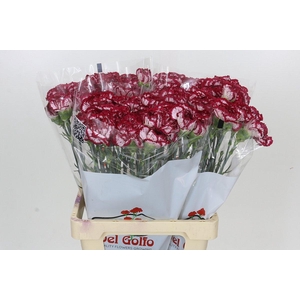 Dianthus St Bacarat