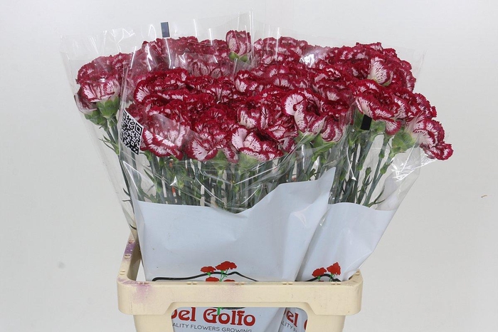 <h4>Dianthus St Bacarat</h4>