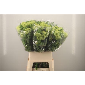 Viburnum Roseum St 4+