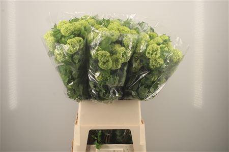 <h4>Viburnum Roseum St 4+</h4>