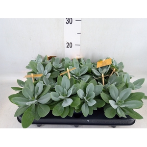 Senecio cephal. 'Mountain Fire'