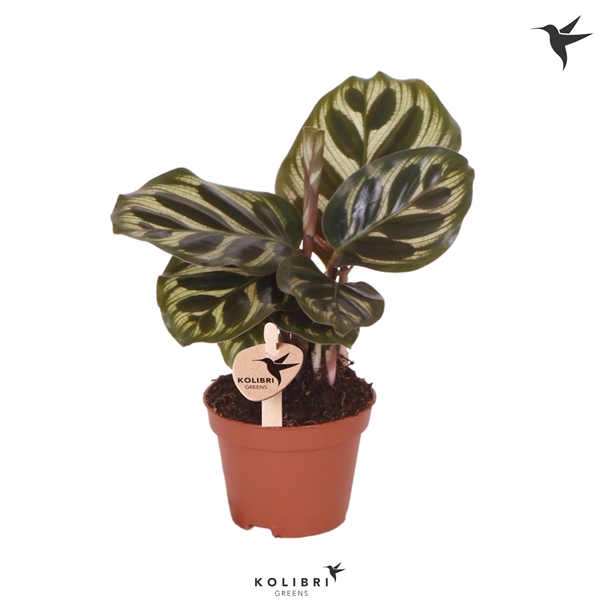 <h4>Kolibri Greens Calathea Makoyana</h4>