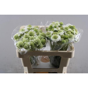 Scabiosa Scoop White L50