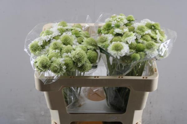 <h4>Scabiosa Scoop White L50</h4>