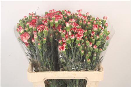 <h4>Di Tr Minuetto</h4>