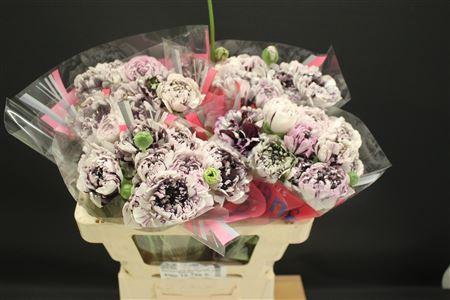 <h4>Ran Brushmark Estrada 50cm</h4>