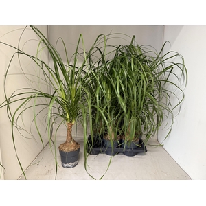 BEAUCARNEA RECUR