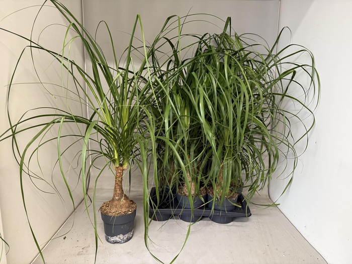 <h4>BEAUCARNEA RECUR</h4>