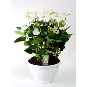 Anthu An Adios White Big Bowl