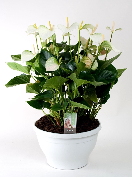 <h4>Anthu An Adios White Big Bowl</h4>