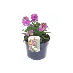 Erysimum lin. Leya Purple Glow