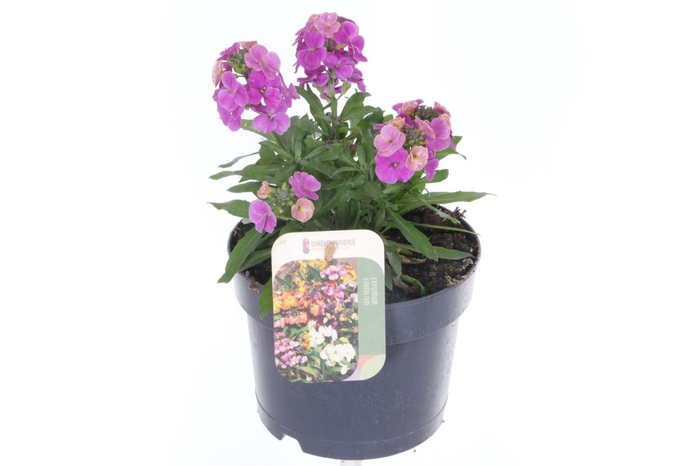 <h4>Erysimum lin. Leya Purple Glow</h4>
