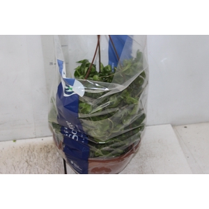 AESCHYNANTHUS TWISTER C21