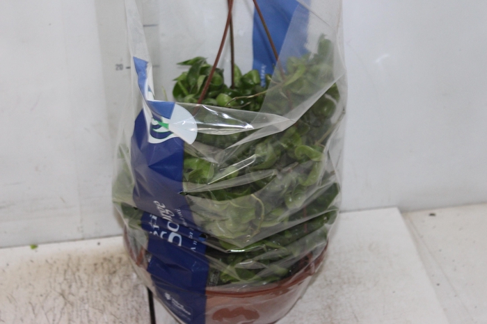 <h4>AESCHYNANTHUS TWISTER C21</h4>