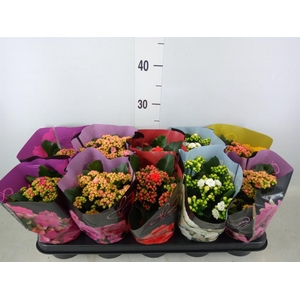 Kalanchoe blos.   ..rosebud rs fl 5