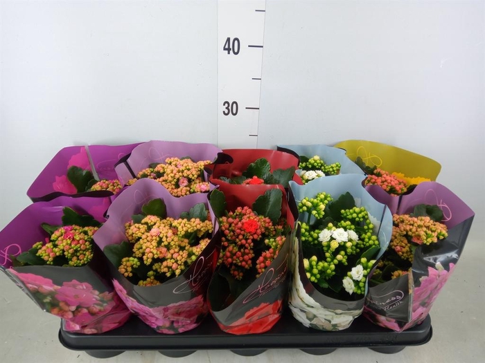<h4>Kalanchoe blos.   ..rosebud rs fl 5</h4>