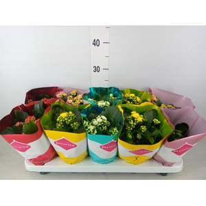 Kalanchoe blos. 'Perfecta'  ..mix 5