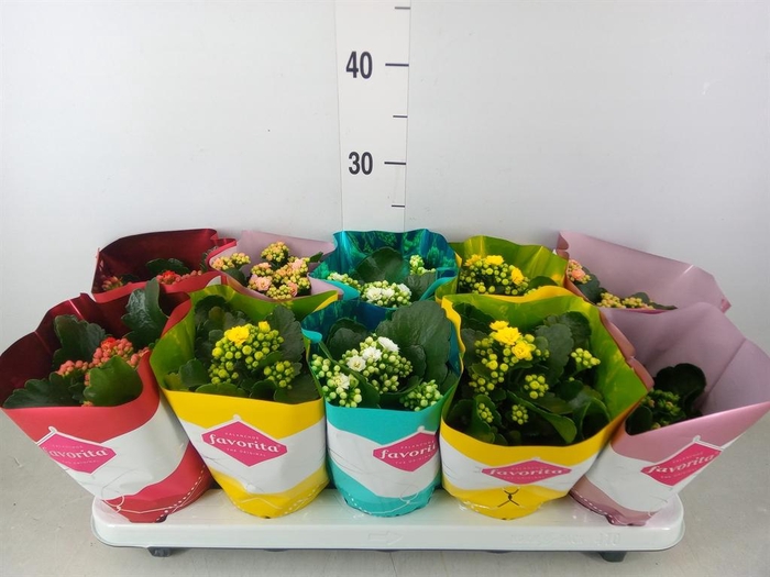 <h4>Kalanchoe blos. 'Perfecta'  ..mix 5</h4>