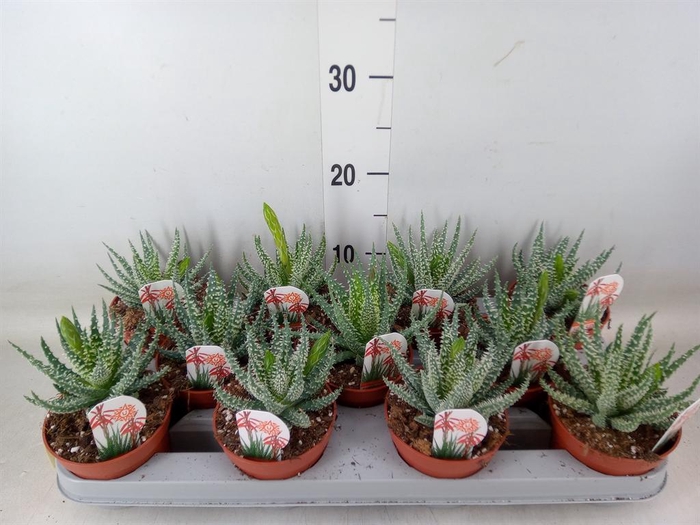 <h4>Aloe humilis</h4>