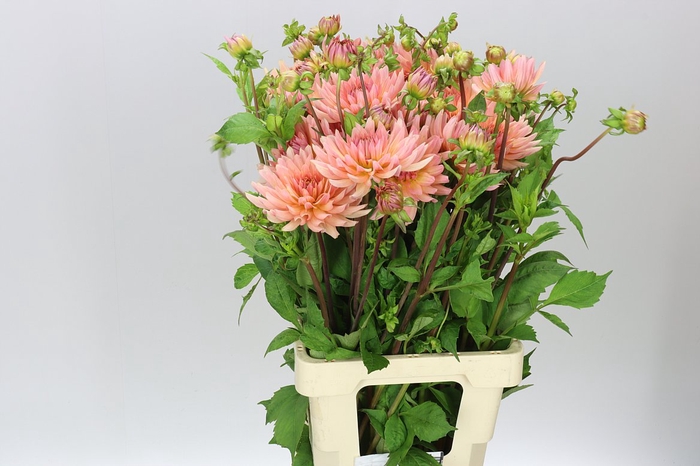 <h4>Dahlia Henriette</h4>