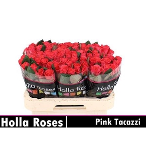 R Gr Pink Tacazzi