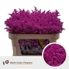 Solidago DYED Fuchsia