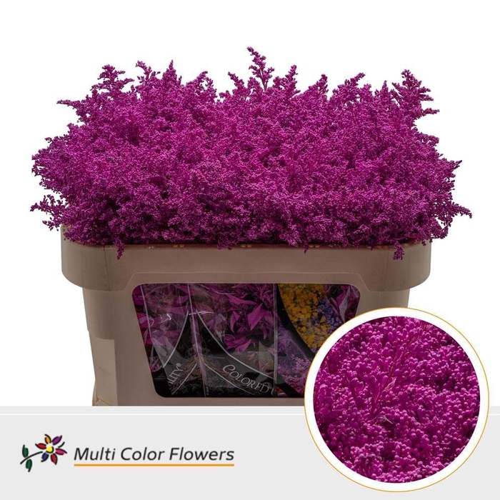 <h4>Solidago DYED Fuchsia</h4>