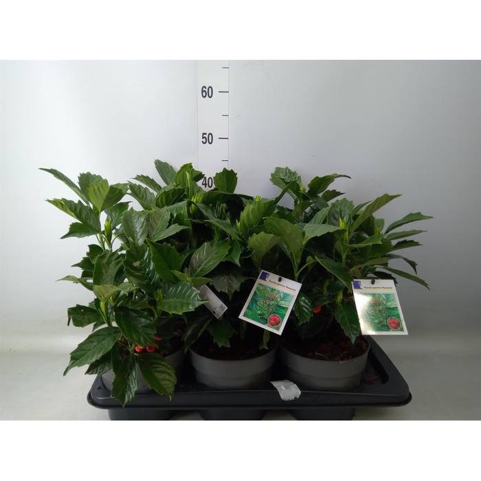 <h4>Aucuba japonica 'Rozannie'</h4>