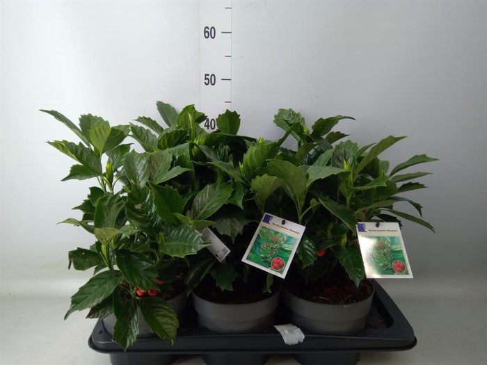 Aucuba japonica 'Rozannie'