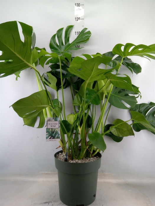 <h4>Monstera delic.</h4>