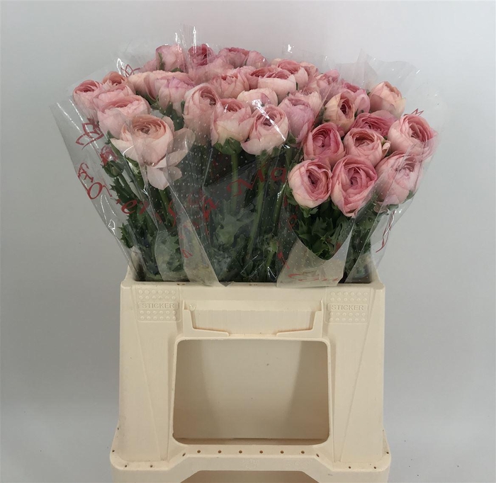 <h4>RAN SUC 1ST NUANCE</h4>