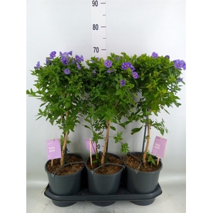 Lycianthes ran. 'Blue Fountain'