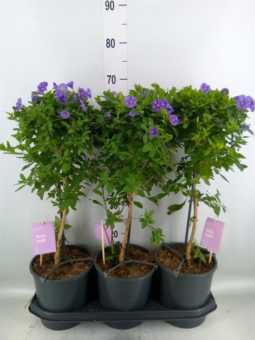 <h4>Lycianthes ran. 'Blue Fountain'</h4>