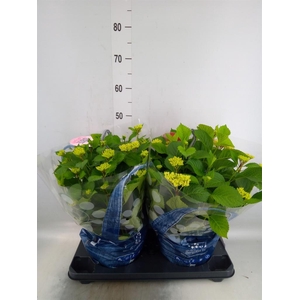 Hydrangea mac. 'Table-Tensia'