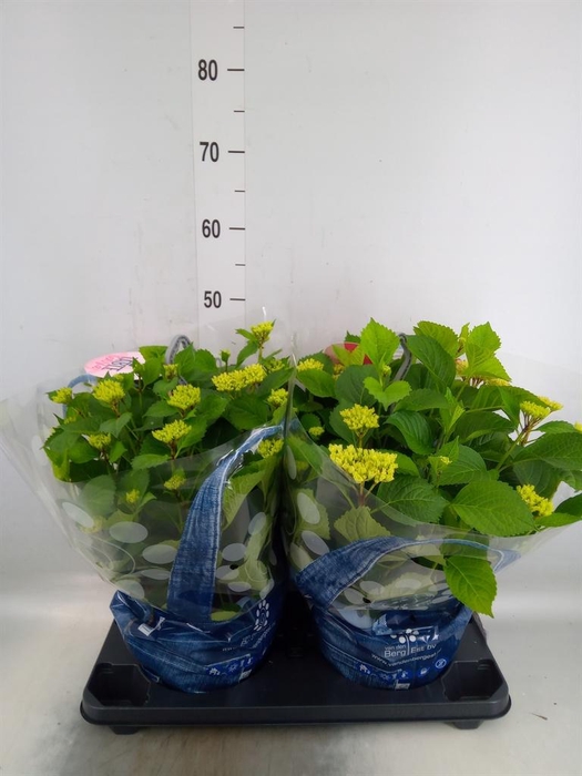 <h4>Hydrangea mac. 'Table-Tensia'</h4>