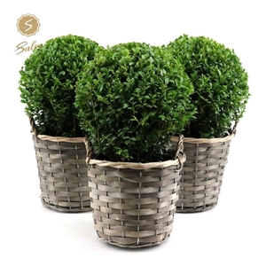 Buxus semp. Ball Ø20cm P17 in Basket