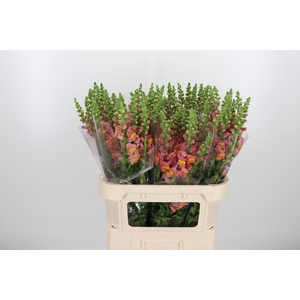 Antir Antibes Orange