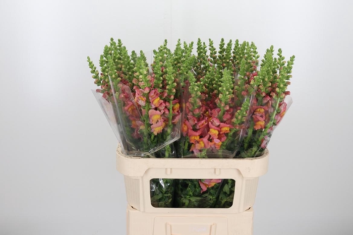 <h4>Antir Antibes Orange</h4>