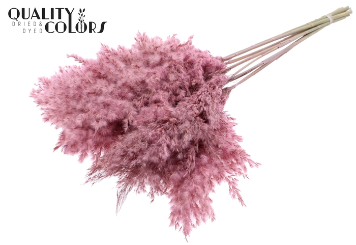 <h4>Pampas Grass 70cm 10st/bunch Frosted Pink</h4>