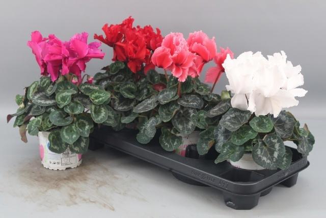 <h4>CYCL GR HAL CURLY</h4>