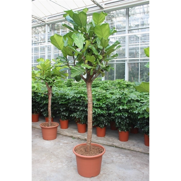 <h4>Ficus lyrata</h4>