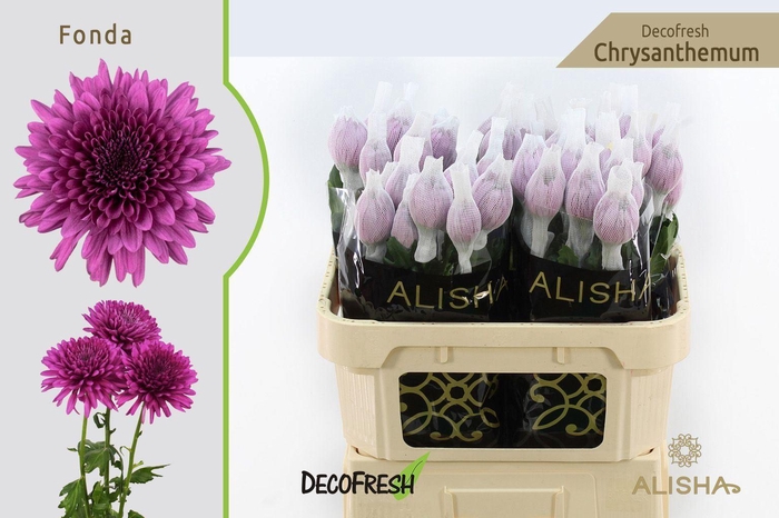 <h4>Chr g Fonda</h4>