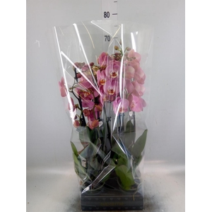 Phalaenopsis   ...