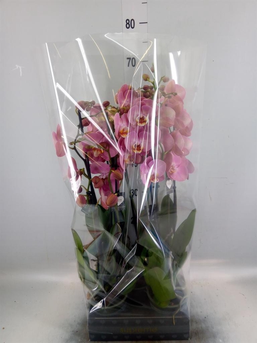 <h4>Phalaenopsis   ...</h4>