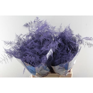 Asp Extra Veer Paars